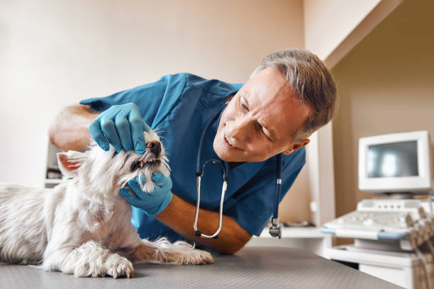 Best Urgent Care for Lost Fillings or Crowns in Prince George, VA